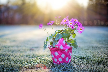 pink flower, pink daisies, frost on grass, early morning, frost, morning, bokeh in grass