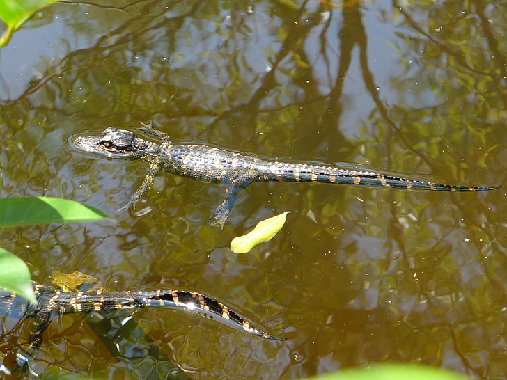 Everglades, Gator, bebê, pântano