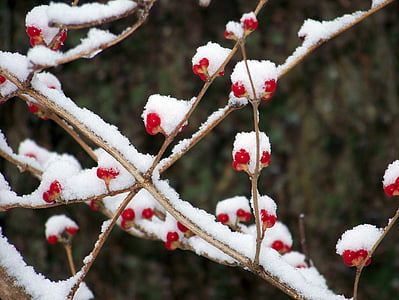 rosso, frutti di bosco, neve, inverno, natura, Natale, Xmas