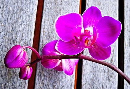 plante, Orchid, Phalaenopsis, orchidée papillon, fleur exotique, avec les bourgeons de fleurs, fermer