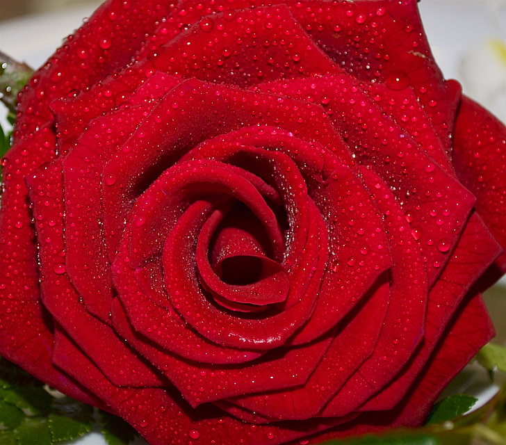 wet, rose, water droplets