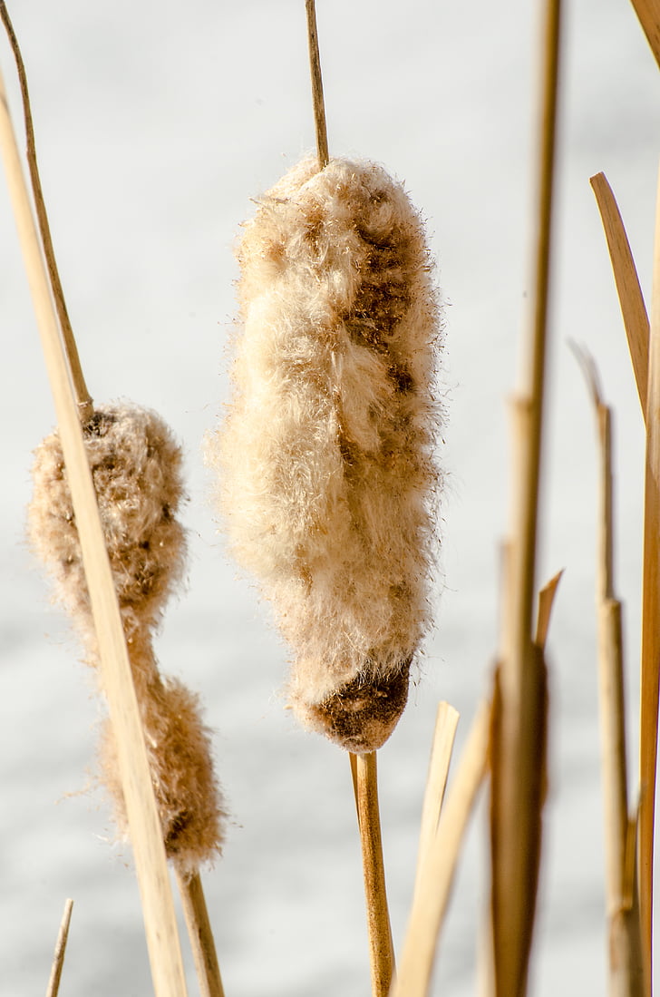 cattails, cattail, reeds, plants, lake plants, winter, nature