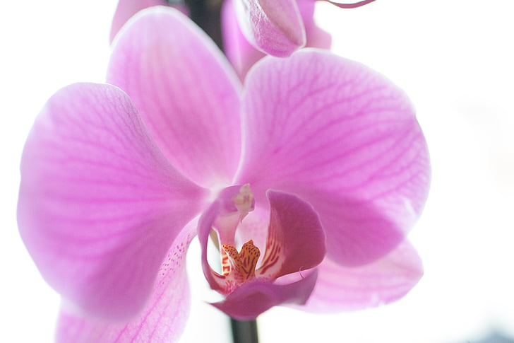 orquídea, -de-rosa, em vaso, flor, pétala, flor, flor
