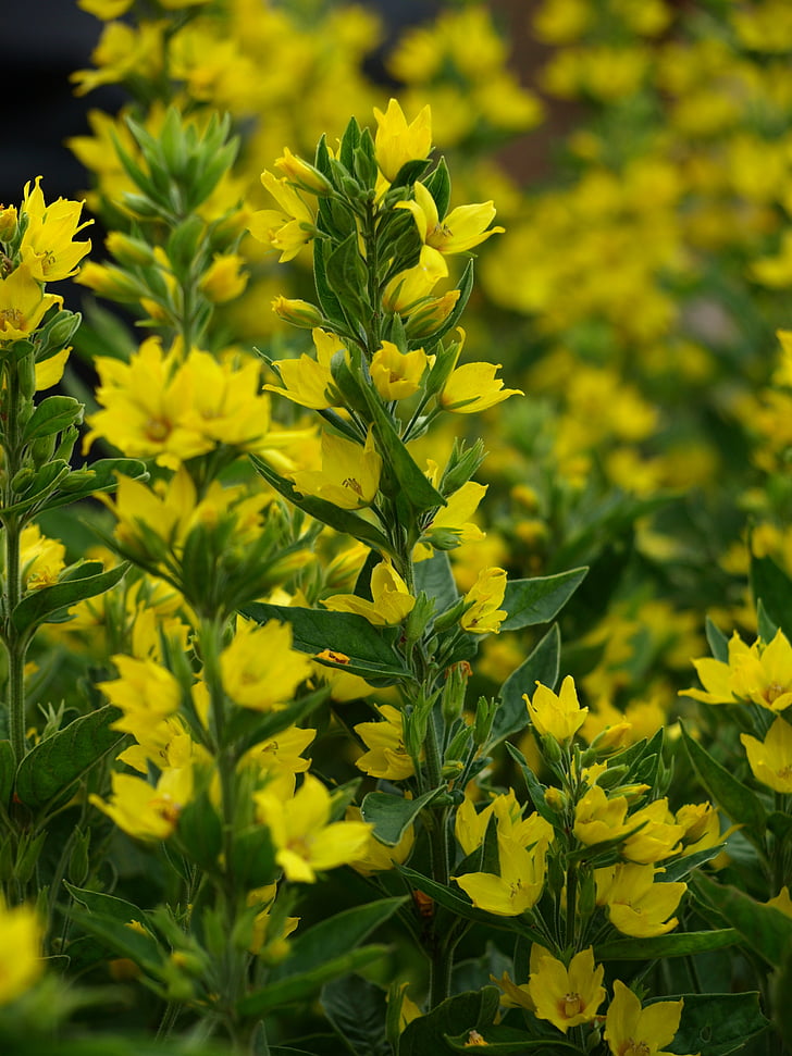 gold-loosestrife, yellow, flowers, blossom, bloom, summer, flora