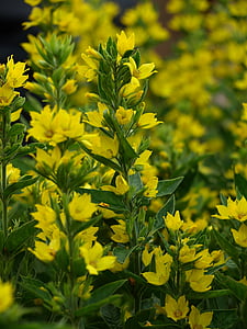 χρυσό-loosestrife, Κίτρινο, λουλούδια, άνθος, άνθιση, το καλοκαίρι, χλωρίδα