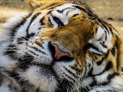 Tiger, huvud, katt, Stäng, ögon, trött, resten