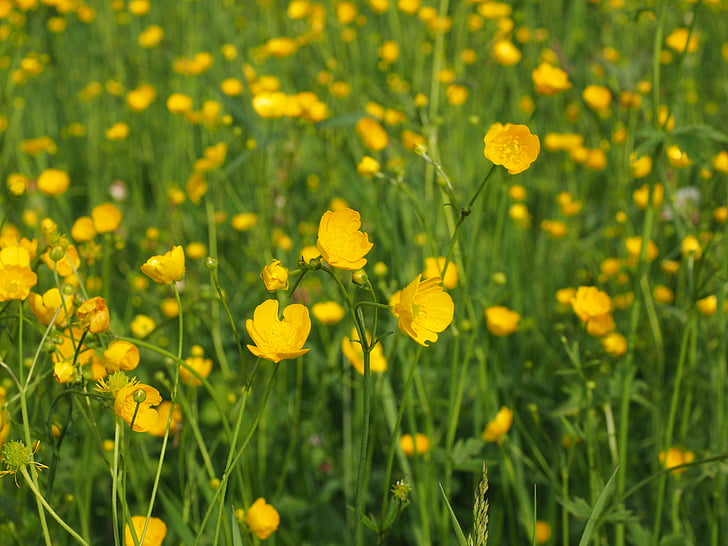 bouton d’or, fleur pointue, fleurs, jaune, Renoncule, hahnenfußgewächs, Ranunculaceae