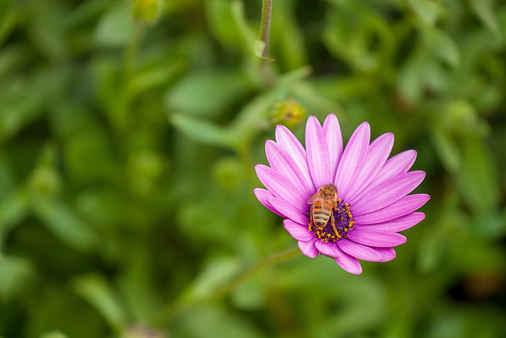 blomst, Bee, insekt, natur, pollinering, anlegget, skjønnhet