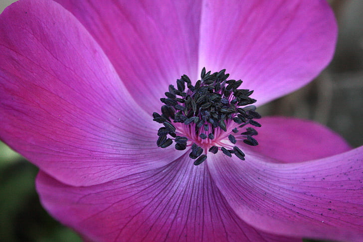 flower, violet, nature, petals