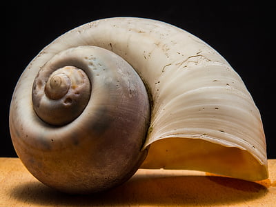 shell, snail, close, animal Shell, animal, spiral, nature