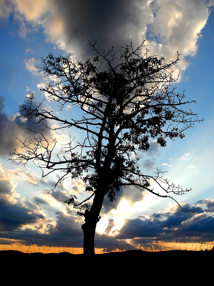 tree, silhouette, twilight, fade, dawn, clouds, sunset