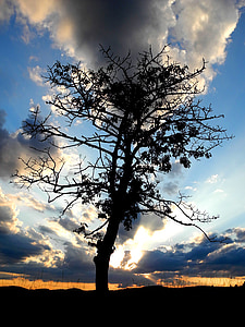 árvore, silhueta, Crepúsculo, desvanece-se, amanhecer, nuvens, pôr do sol