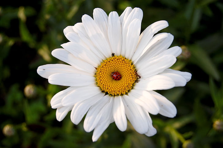 Blanco, flor, Escarabajo de la, flor, floración, Mariquita, insectos