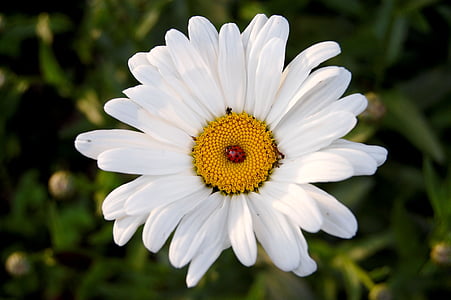 alb, floare, Gândacul, floare, floare, Ladybug, insectă