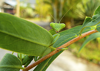 Praying mantis, verde, zborul insectelor, natura, insectă, animale, frunze