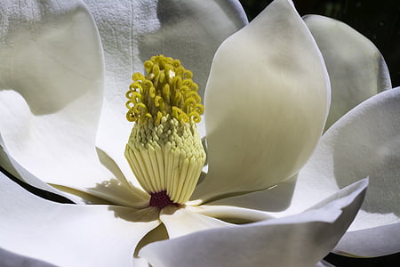 Magnolia, blommor, Park, våren, trädgård, vit blomma, blomma