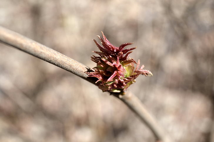 bud, spring, plant