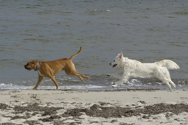 Golden retriever, honden, strand