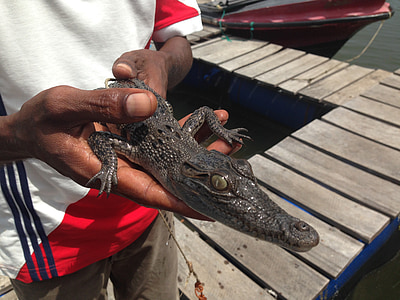 krokotiili vauvan kädet, Sri Lankassa, sen poikanen, krokotiili
