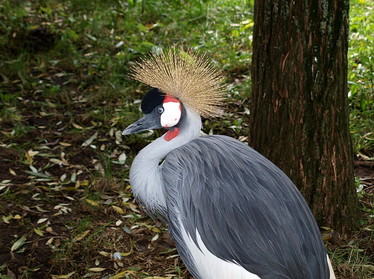 bird, grey crowned crane, headdress, springs, animal, nature, wildlife