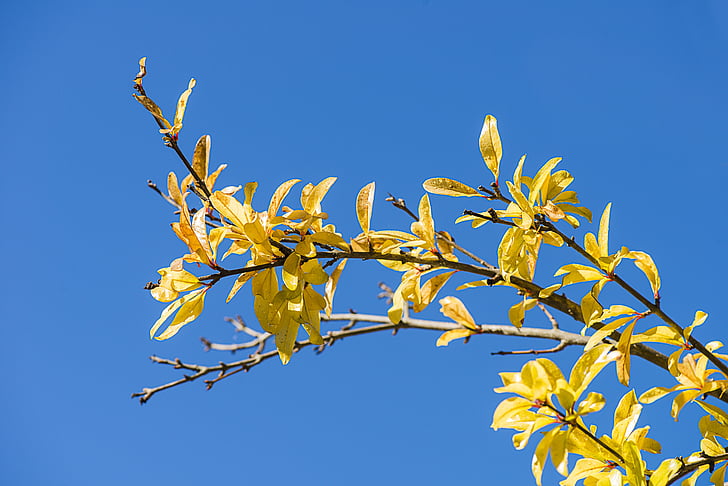 grenadier, branch, yellow, foliage, fall, sky, blue