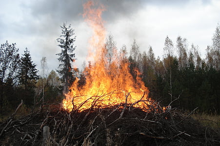 dzikich zwierząt, płomień, Koster, ogień - zjawisko naturalne, spalanie, ciepła - temperatury, Natura