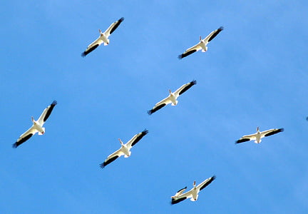 birds, animals, pelicans, family, flight, formation, graceful