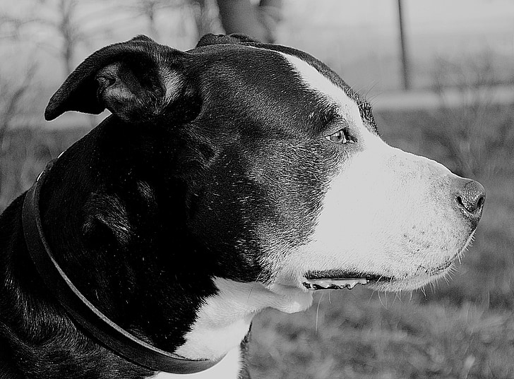 Pitbull, Hund, amerikanischer Staffordshire-terrier, Porträt, Haustiere, Tier, Rassehund