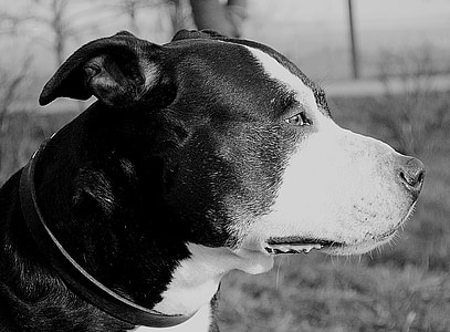 Pitbull, hund, amerikansk staffordshire terrier, Portræt, kæledyr, dyr, purebred hund