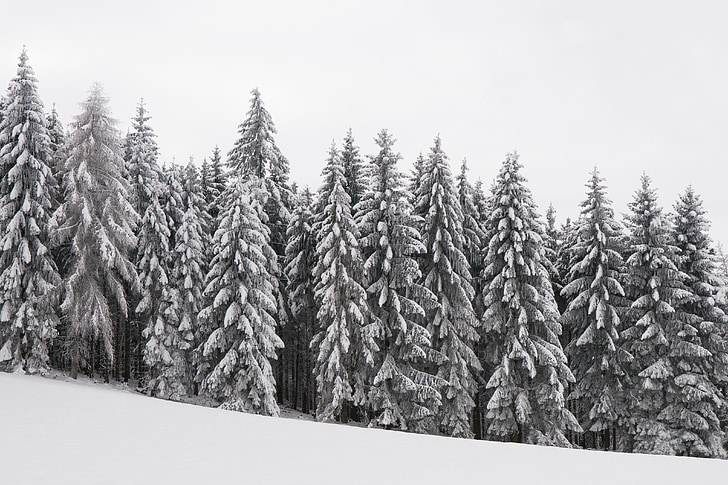 Forest, mrazivé, zasnežené, zimné kúzlo, stromy, zimné, sneh