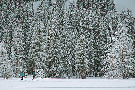 dva, osoba, hodanje, snijeg, Zima, niske temperature, drvo