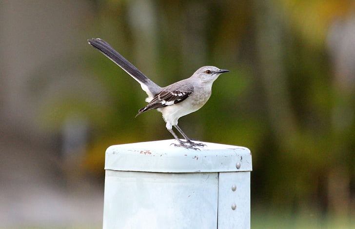 moniääninen mockingbird, Pohjois-Amerikan mockingbird, mimus polyglottos, lintu, riistalintujen rotu, Luonto, luonnonvaraisten eläinten