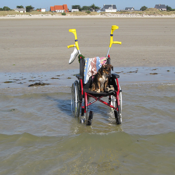 invalidska kolica, plaža, odmor, vode, Walker