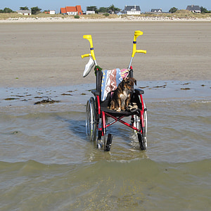 инвалидной коляске, пляж, праздник, воды, Уокер