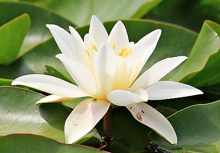 nuphar lutea, aquatic plant, blossom, bloom, pond, nature, flower