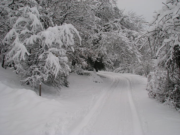 forest, fir, winter, snow, icy road, winter white, white christmas