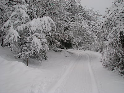 hutan, cemara, musim dingin, salju, jalan es, putih musim dingin, Natal putih
