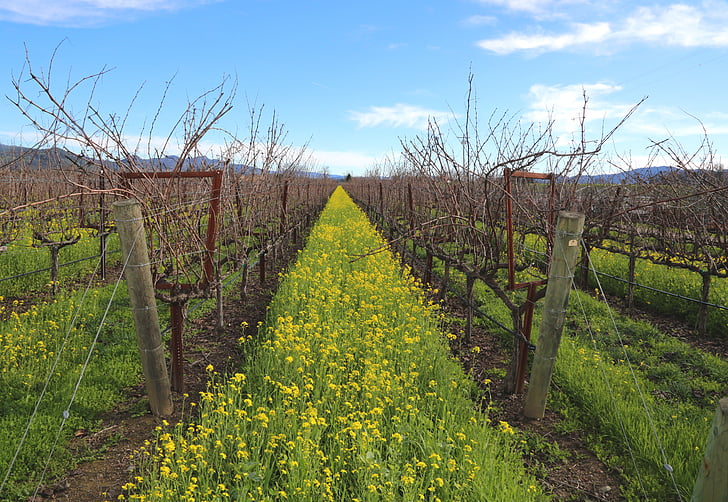 Napa valley, vino, Vinska klet, vinogradi, California, gorčica, gorčica cvet