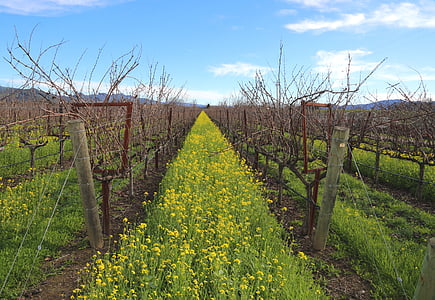 Napa valley, veini, veinikelder, viinamarjaistanduste, California, sinep, sinep bloom