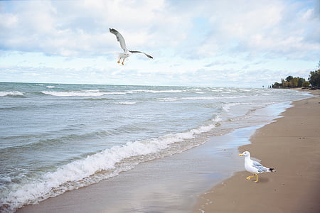 sea gulls, seagulls, lake, flying, birds, sea, gull