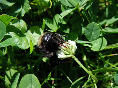 bee, insect, close