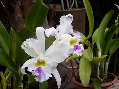 orquídies, flor, flors, blanc, porpra, planta, natura