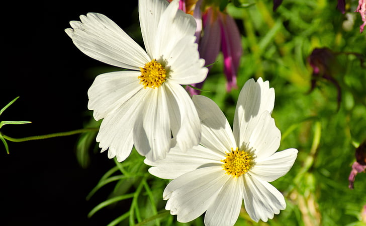 flor blanca, macro, Pistilo, hojas blancas, flor, naturaleza, Blanco