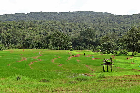 riisipõldudel, talu watch, Lääne Ghatid, Hills, India, maastik, looduslik