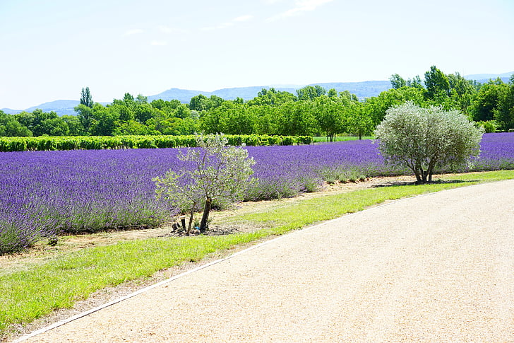 away, access, field, lavender cultivation, cultivation, agriculture, lavender