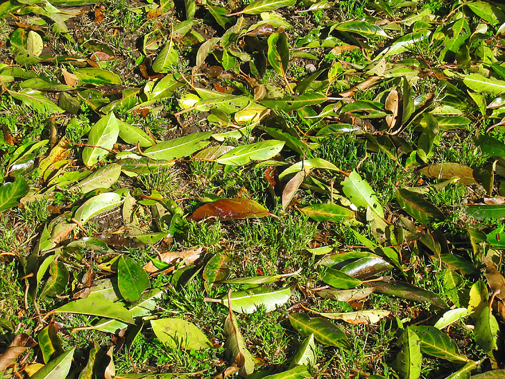 onkruid, groen, gevallen bladeren, blad, Otsu park, Yokosuka, Kanagawa, japan