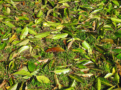 erva daninha, verde, folhas caídas, folha, Parque de Otsu., Yokosuka, Kanagawa-Japão