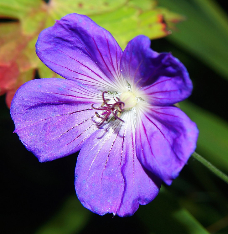 Geranio de los Pirineos, flor, flor, floración, azul, cerrar, jardín de flores