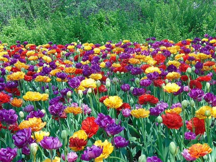 tulips, flowers, field, spring, nature, colorful, park
