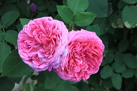 damascena, Damaskā, ziedi, dārza, rozā, sarkana, Rosa